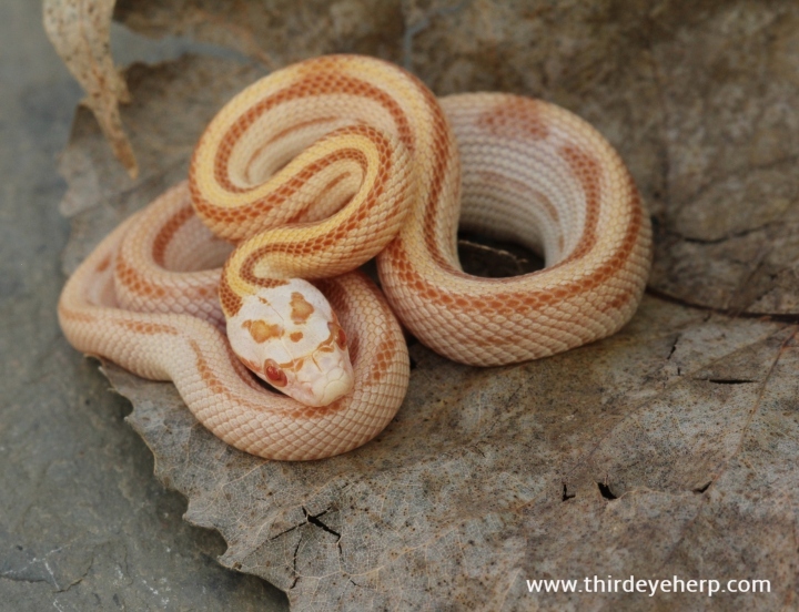 Striped Butter Corn Snake